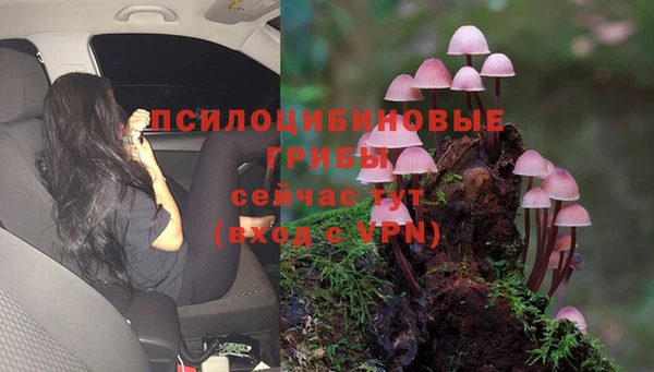 стаф Володарск